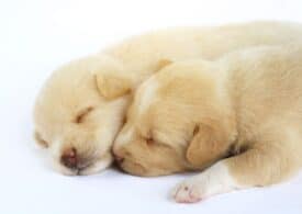 What Are the Principal Advantages of Puppy Pads?