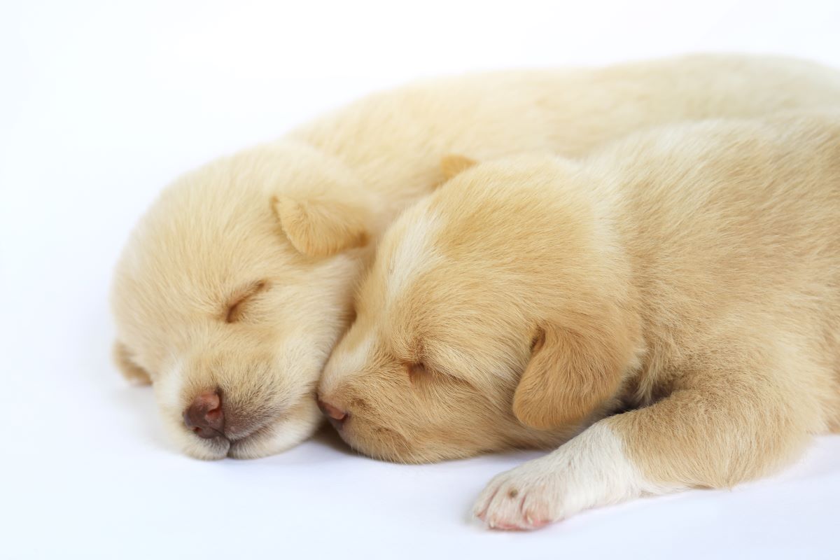 What Are the Principal Advantages of Puppy Pads?