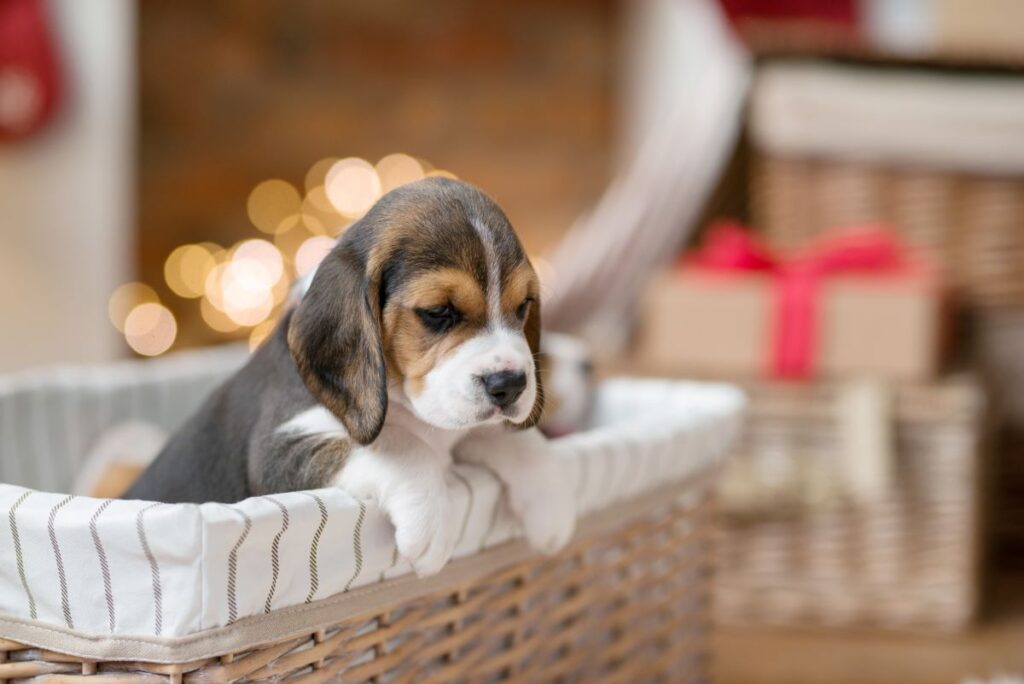 little-puppy-basket